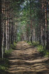 The pine forest and the path with bright shadows