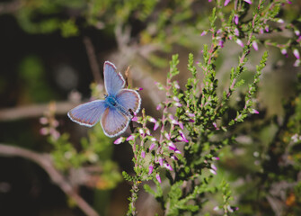 A blue butterfly sits on a Heather flower in the sun
