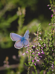 A blue butterfly sits on a Heather flower in the sun