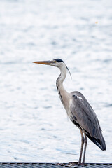 One grey heron Ardea cinerea is standing beside the lake in Switzerland.
