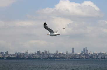 Fototapeta na wymiar A seagull is flying in the sky
