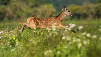  Jeleń szlachetny, deer,(Cervus elaphus) © Harald