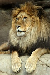 Plakat lion in the zoo