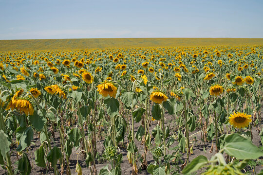 A Field With Dried Wilted Sunflower Plants. The Death Of Grain Crops On The Plantation Without Irrigation And Rain, Drought. Abnormal Climate Change, Ecology. Agriculture.