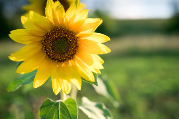Sunflower on the background of greenery in the sun. Agricultural culture, summer background. The...