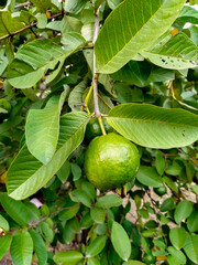 close up of Ripe Tropical Fruit Guava on Guava Tree. Psidium Guajava