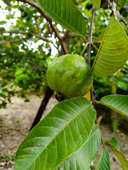 Ripe Tropical Fruit Guava on Guava Tree. Psidium Guajava