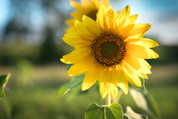 Sunflower on the background of greenery in the sun. Agricultural culture, summer background. The concept of agriculture and the beauty of nature.