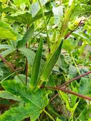 Lady Fingers,Okra green vegetable Abelmoschus Esculentus with flowers growing in the farm against green background