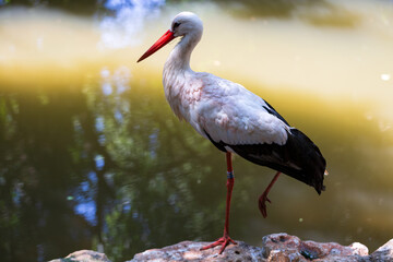 Wild animals close up: stork walking along the river and looking for something to eat. Close-up, background, shallow depth of field.