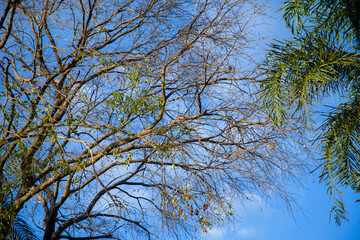 Árvores e coqueiros, com céu azul com nuvens ao fundo. 