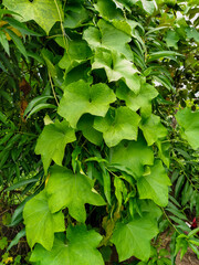 Bottle Gourd (Lauka) Plant leaves In the Nepali garden