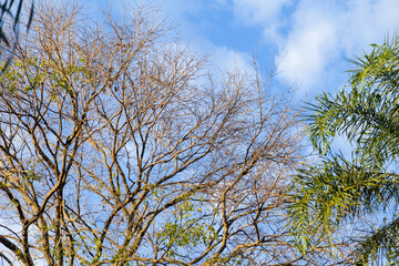 Detalhe de topo de árvores e coqueiros, com céu azul com algumas nuvens ao fundo. 