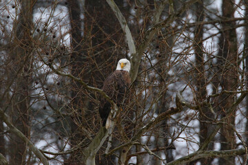 Bald Eagle watching