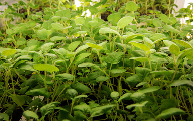 Sprouts of different plants in a greenhouse in pallets. The topic of business in the agronomy industry. Food growing industry for sale. Eco products without gmo