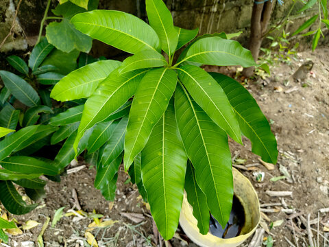 Mango Plant In the Nepali garden - Mango tree
