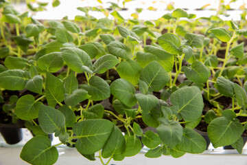 Obraz premium Sprouts of different plants in a greenhouse in pallets. The topic of business in the agronomy industry. Food growing industry for sale. Eco products without gmo