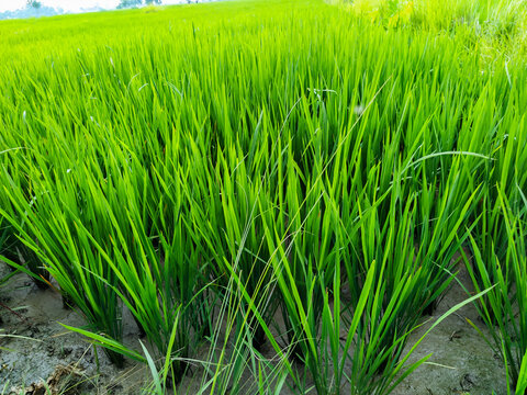 Rice field, green Rice Plant in the field