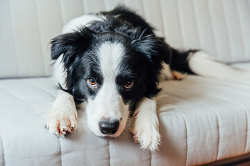 Funny portrait of cute smiling puppy dog border collie on couch indoors. New lovely member of family little dog at home gazing and waiting. Pet care and animals concept.