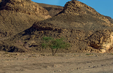 A lone Acacia tree in the Sinai desert near Nuweiba, Egypt in summer