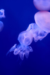Group of white jellyfish floating in the ocean