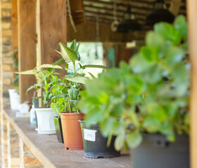 plants in pots, plants in outdoor