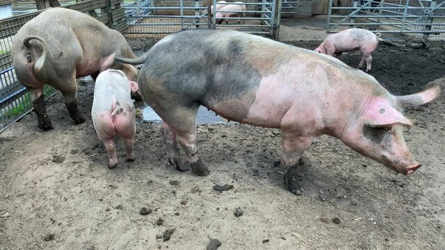 Pigs on a dirty farm in the village. Swine covered in mud 