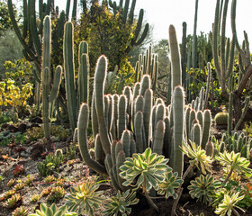cactus in a desert garden © Jacqueline
