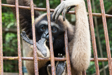 Monkey in a rescue center