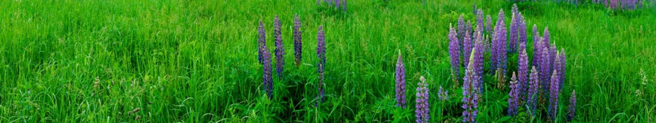 Bouquet of lupine summer flower background. Lupine fields with pink, purple and blue flowers. Beautiful wildlife, sunny summer. Panorama of blue flowers