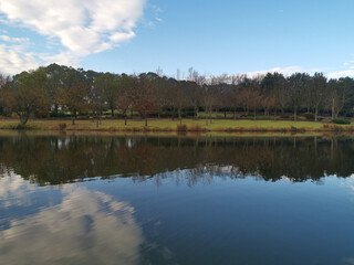 Beautiful morning view of a still pond in a park with stunning reflections of blue puffy sky and tall trees, Fagan park, Galston, Sydney, New South Wales, Australia