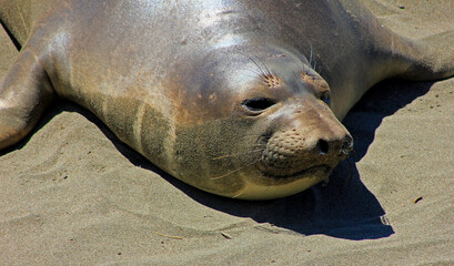 closeup of head of elephant seal