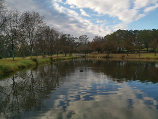 Beautiful morning view of a still pond in a park with stunning reflections of blue puffy sky and tall trees, Fagan park, Galston, Sydney, New South Wales, Australia