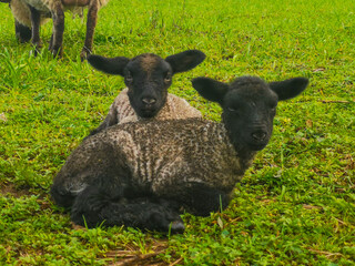Two littles lambs