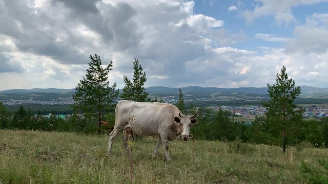 Cows graze on mountain meadows. Beautiful panoramic view from the mountain to the summer landscape. Mountains, mountain lake, forests, fields. Top view. Somewhere in Russia.