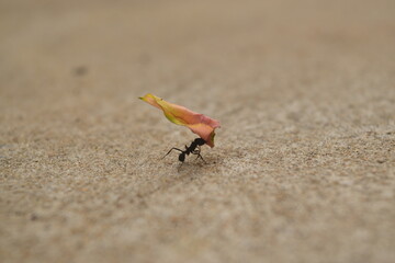 Ant on the sand