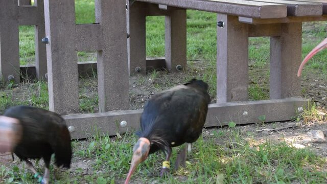 Ibisi Threskiornithinae ft0206_0550 Ibis	Ibisse 
