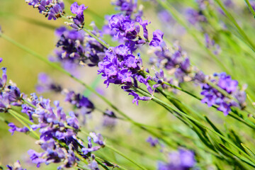Purple Fragrant Lovanda Flowers, Perfume Ingredient, Aromatherapy.