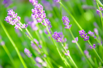 Obraz na płótnie Canvas Purple Fragrant Lovanda Flowers, Perfume Ingredient, Aromatherapy.