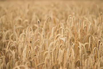 golden wheat field