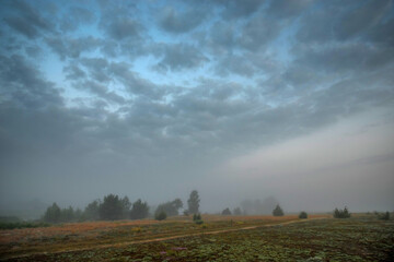 Fototapeta premium Juniper silhouettes against the dark predawn sky. Fog in the background.