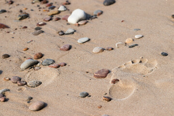 footprint on a wet sandy beach.