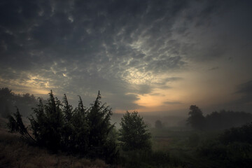 Juniper silhouettes against the dark predawn sky. Fog in the background.