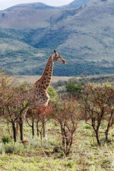 giraffe standing in the beautiful landscape in a Game Reserve in Kwa Zulu Natal in South Africa