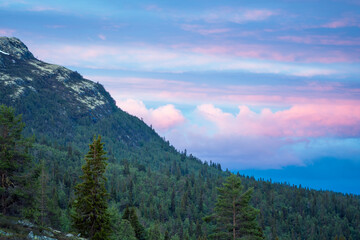 Pink skies outdoors in the wild forest.