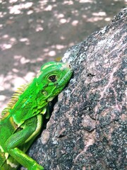 iguana jovem
