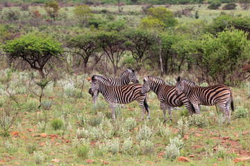 zebra standing in a Game Reserve in Kwa Zulu Natal in South Africa