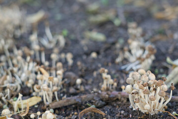 bunch of mushroom toadstools on blurred background