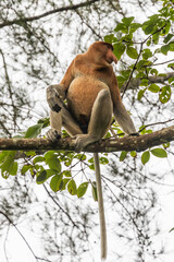 Orang Belanda, proboscis monkey