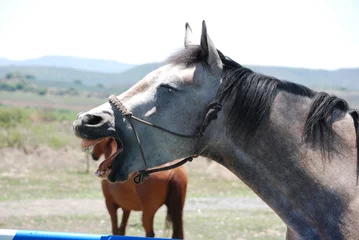 Fototapeten close up of a horse © Cuauhtemoc